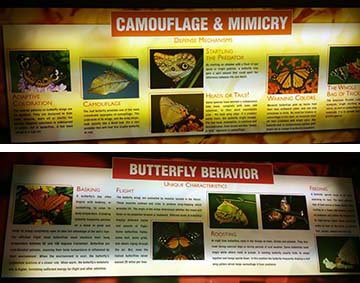 butterfly museum posters